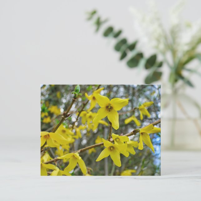 Forsythia in Springtime Postkarte (Stehend Vorderseite)