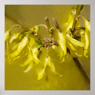 Forsythia - Springtime Sunshine Poster