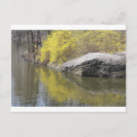 Forsythia und Reflexion