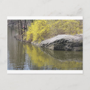 Forsythia und Reflexion Postkarte