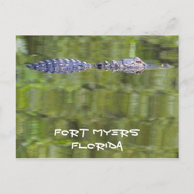 Fort Myers Alligator Card Postkarte (Vorderseite)
