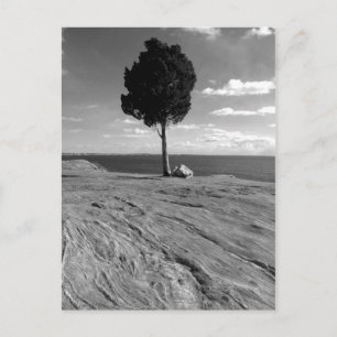 Fort-Phoenix-Baum Postkarte