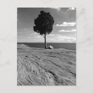 Fort-Phoenix-Baum Postkarte