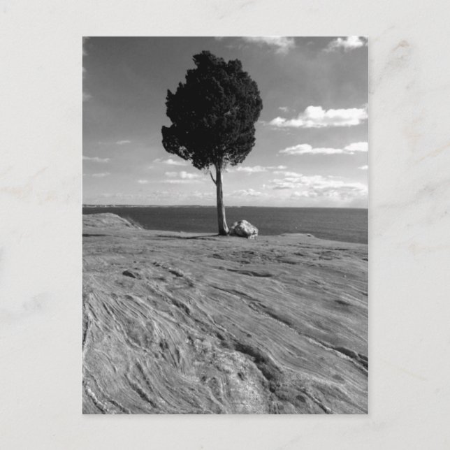 Fort-Phoenix-Baum Postkarte (Vorderseite)