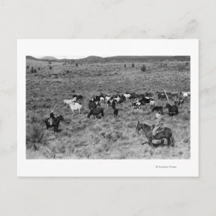 Fort Rock, Oregon Cowboy im Teufelsgarten Postkarte