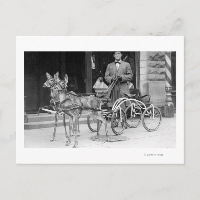 Fortgeschrittenes Hirsch, das zu einem ungeraden S Postkarte (Vorderseite)