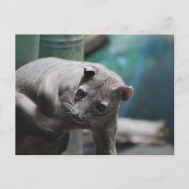 Fossa Postcard Postkarte (Vorderseite)
