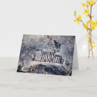 Fossil Nautiloid Cephalopod Ancient Sea Mollusk