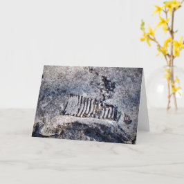 Fossil Nautiloid Cephalopod Ancient Sea Mollusk Karte