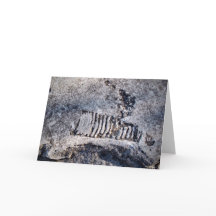 Fossil Nautiloid Cephalopod Ancient Sea Mollusk