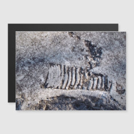 Fossil Nautiloid Cephalopod Ancient Sea Mollusk Magnetkarte