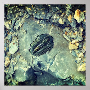 Fossil Poster
