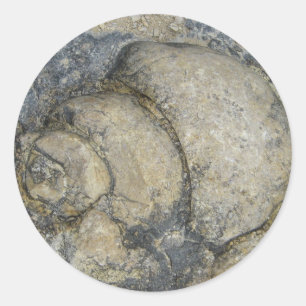 Fossil Runder Aufkleber