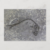 Fossile Fische aus dem Oligozän in Norddeutschland