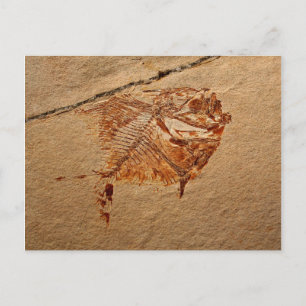 Fossile Fische aus den Kreiden Libanons Postkarte
