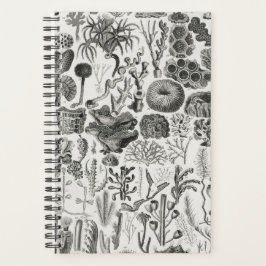 Fossile Korallengeologie Mineralien Polypi Planer