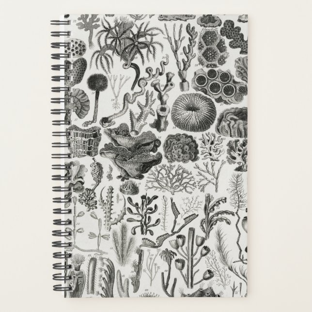 Fossile Korallengeologie Mineralien Polypi Planer (Vorderseite)