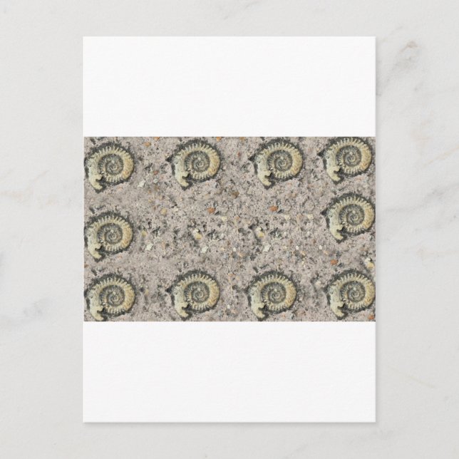 fossiler Hintergrund Postkarte (Vorderseite)