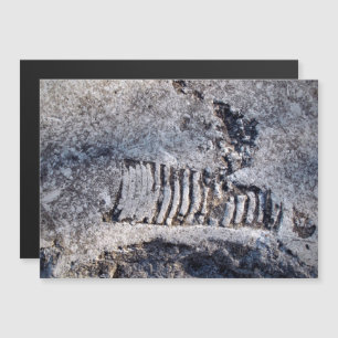 Fossiler Nautiloiden-Cephalopode, antike Meeressch Magnetkarte