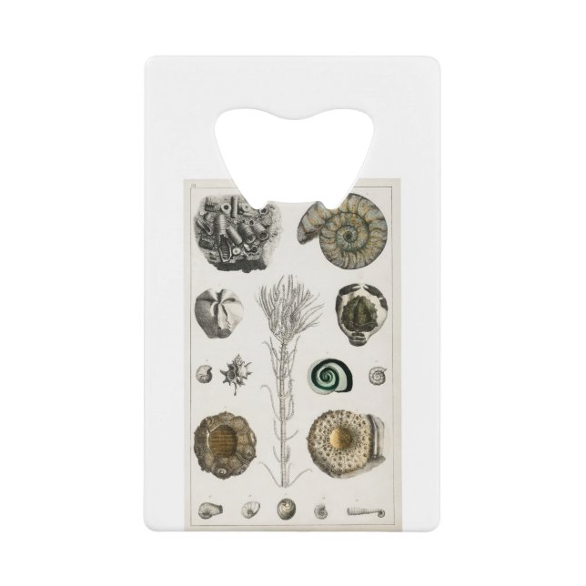 Fossilien, Dinosaurier, Fossilien, Paläontologie,  Geldbeutel Flaschenöffner (Vorderseite)