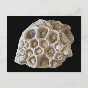 Fossilisierte Koralle auf der schwarzen Postkarte