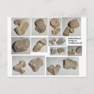 FOSSILISIERTE MAMMAL VERTEBRA POSTKARTE