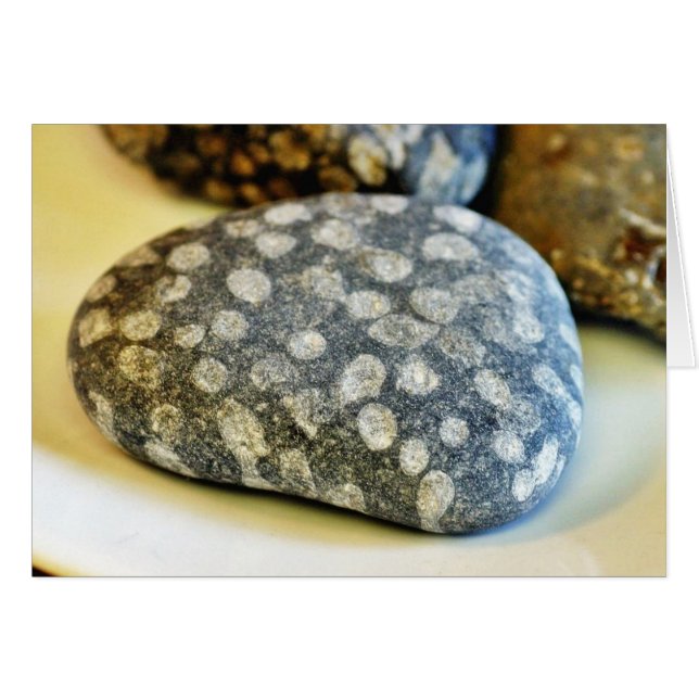 Fossils Rocks Coral (Vorderseite (Horizontal))