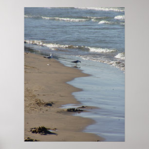 Foster Beach Poster