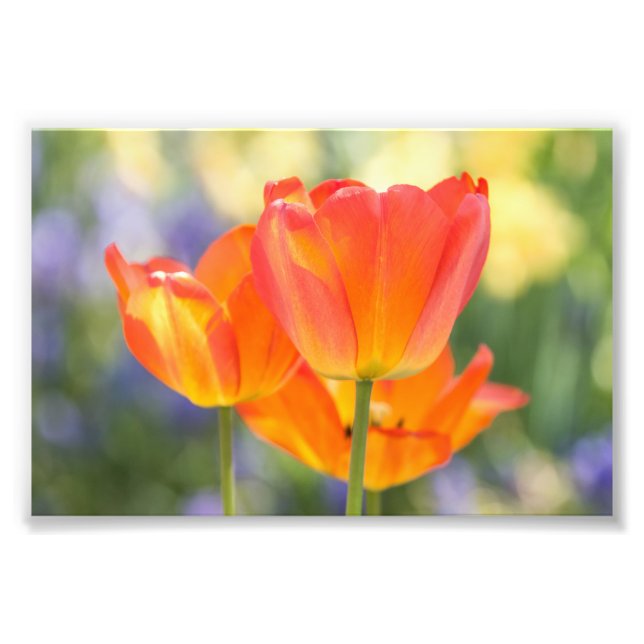 Foto - 4x6 Größe - Tulpen (orange) (Vorne)