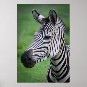 Foto African Zebra im Green Grass Portrait Poster