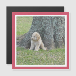Foto-Andenken Modernes Template Girly Pink Magnet