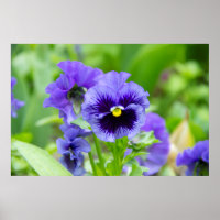 Foto aus blau-blauen Veilchen