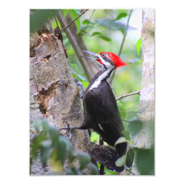 Foto aus gepiletem Woodpecker (Vorne)