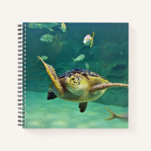 Foto aus Schildkrötenmeer