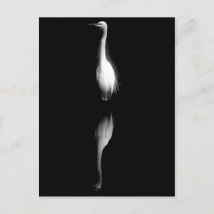 Foto aus schwarzem und weißem Kranich Postkarte