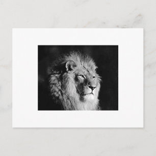 Foto aus schwarzem und weißem Lion Postkarte