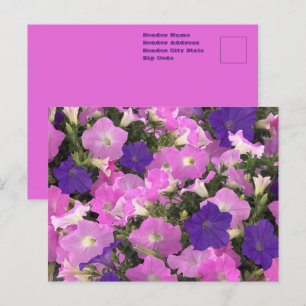 Foto Bild der Morgenglorie Rosa und violette Blume Postkarte