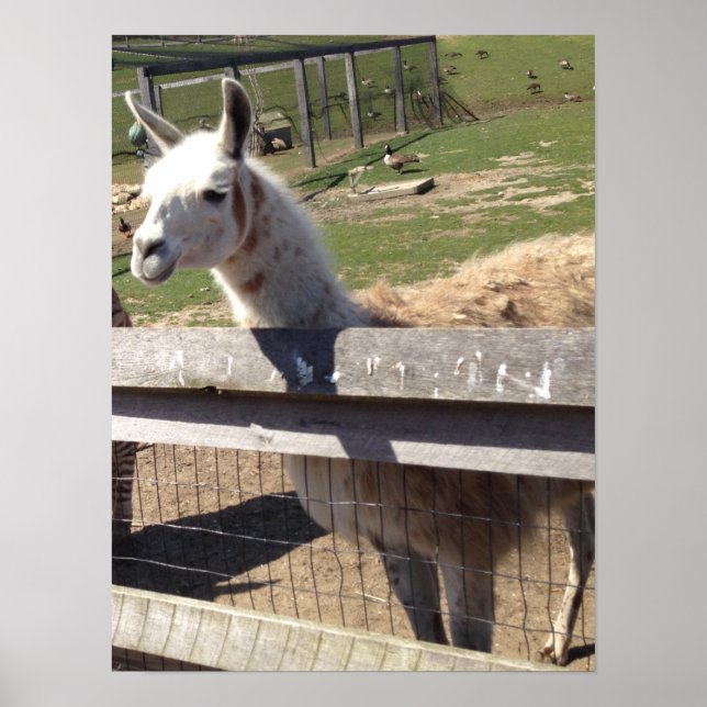 Foto-Bild Lama Alpaca Poster (Vorne)