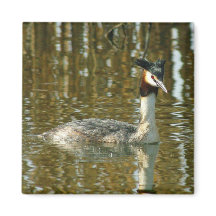 Foto Bird/Crested Grebe/Bird Lover Magne