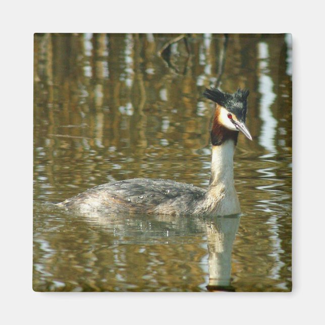 Foto Bird/Crested Grebe/Bird Lover Magne Magnet (Vorne)