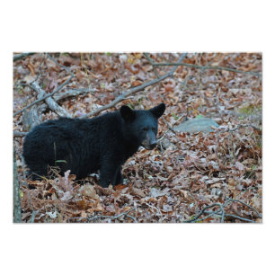 Foto "Black Bar Cub"