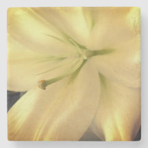 Foto Blume Weißer Lillum Marmorstein Untersetzer