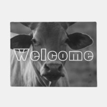 Foto Bull Cattle Heifer Horns