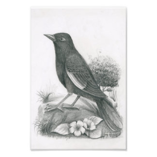 Foto Cambodian Bird 2 von Vannak Anan Prum