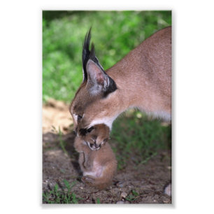 Foto - caracal