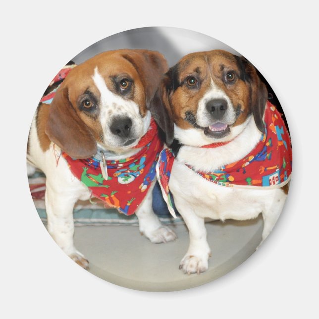 Foto der Beagle Magnet (Vorne)