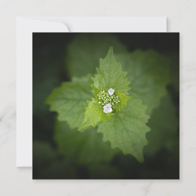 Foto der Blumenart (Vorderseite)