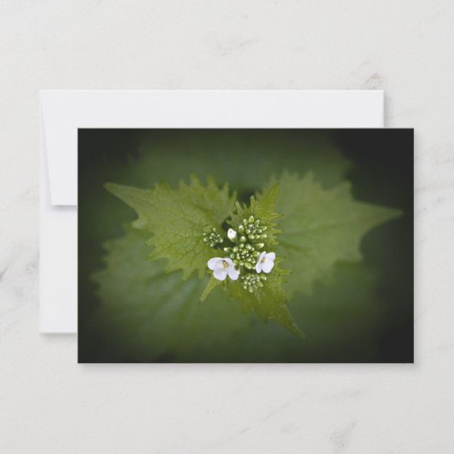 Foto der Blumenart (Vorderseite)