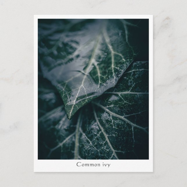 Foto der Blumenart Postkarte (Vorderseite)