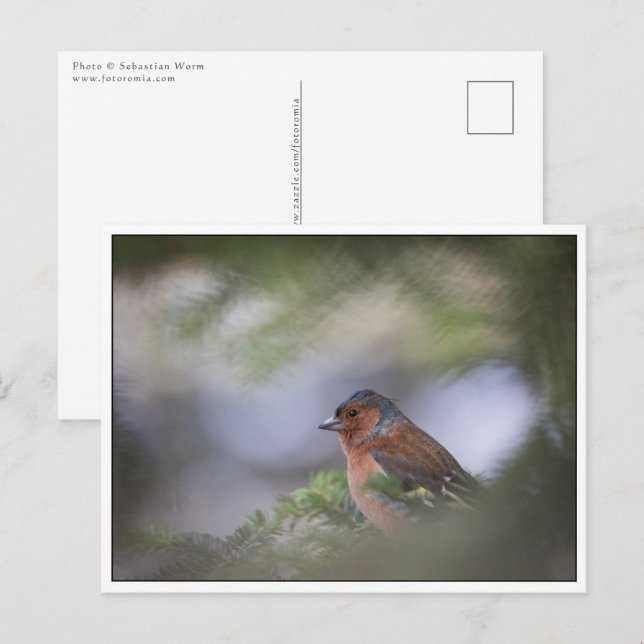 Foto der Common Chaffinch Postkarte (Vorne/Hinten)